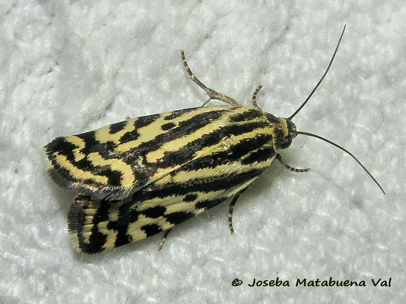 Noctuidae della fine settimana scorsa